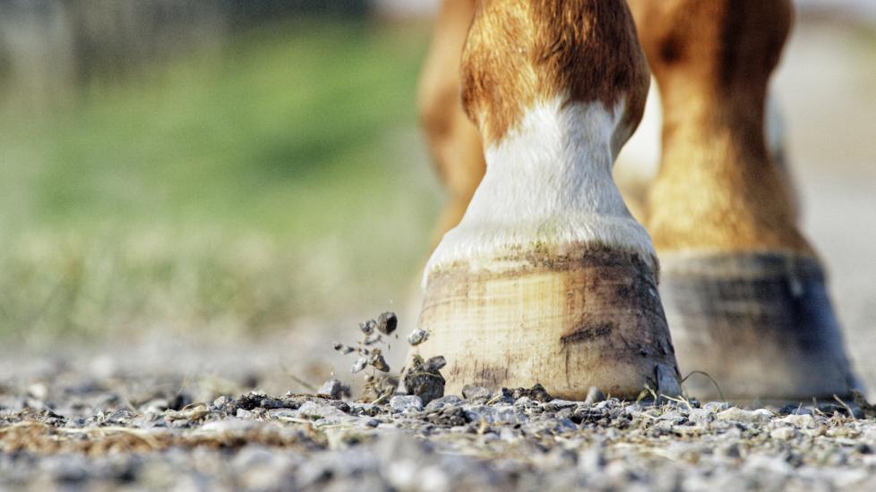 Close-Up Shot of a Brown and White Horse's Hooves Walking Down a Gravel Road on a Sunny Day