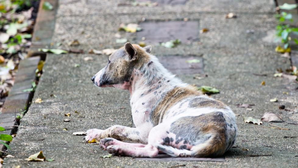 Thai dog skin disease sarcoptic mange