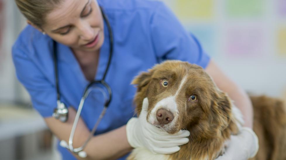A Caucasian female veterinarian is indoors at a clinic. She is wearing medical clothing. She is looking after a cute border collie dog lying on a table. She is checking the dog's throat while the dog looks at the camera.