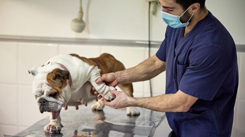 bulldog-getting-leg-examined-by-vet