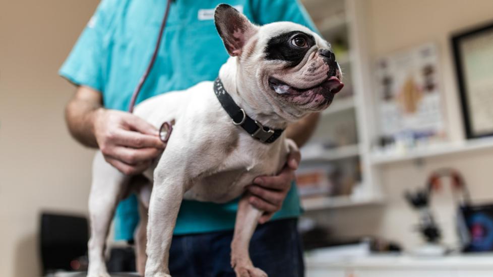 Purebred dog being examined with a stethoscope at veterinarian's office.