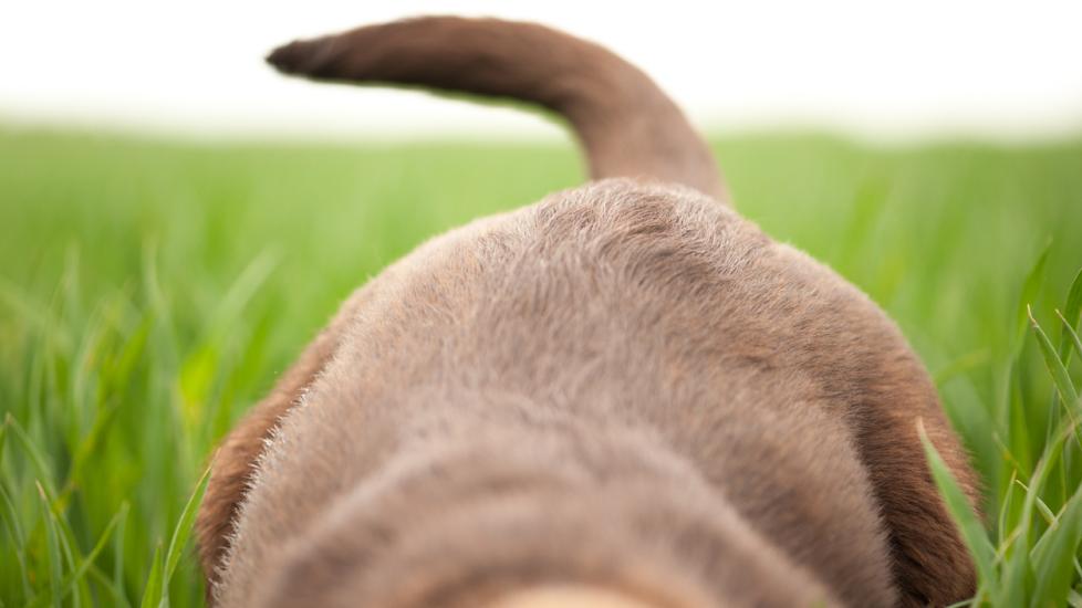Dog Tail Injury: Signs and Causes