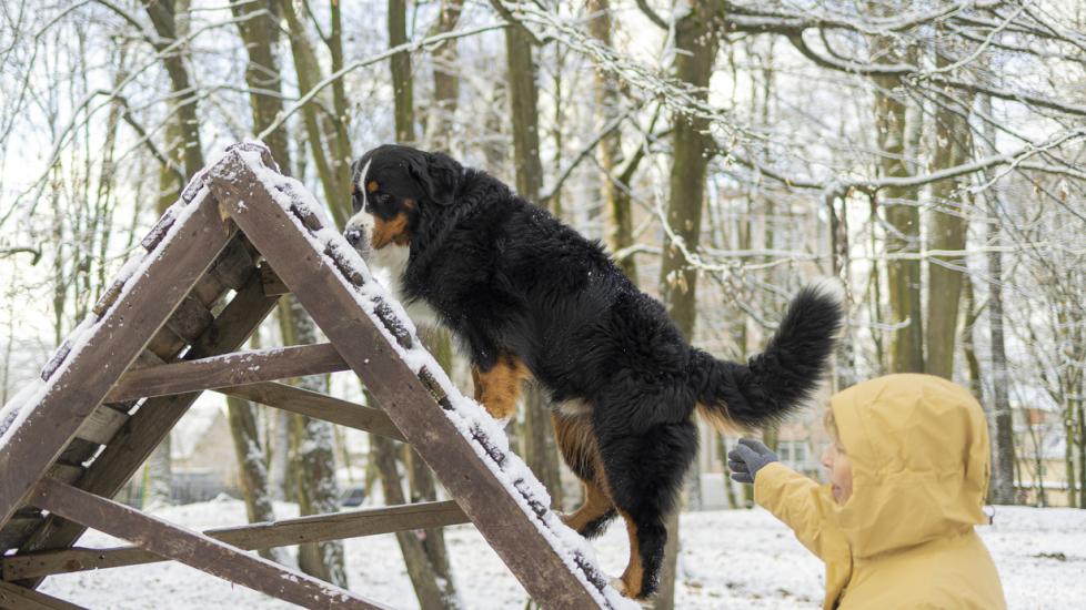 Owner is training Bernese mountain dog to pass an obstacle in the snowy park.