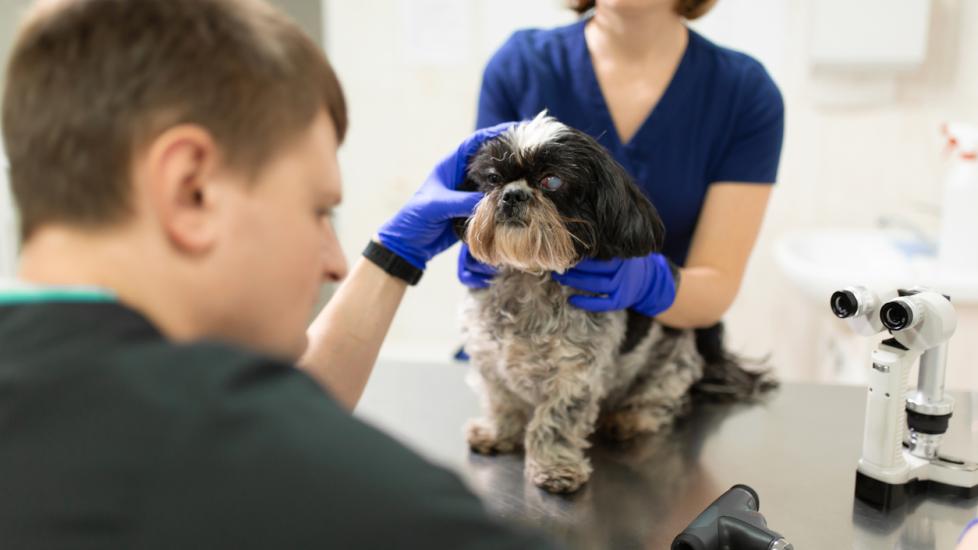 A veterinary ophthalmologist makes a medical procedure, examines the eyes of a dog with an injured eye and an assisent helps her to hold her head.