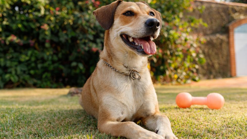 Skin Cancer in Dogs PetMD