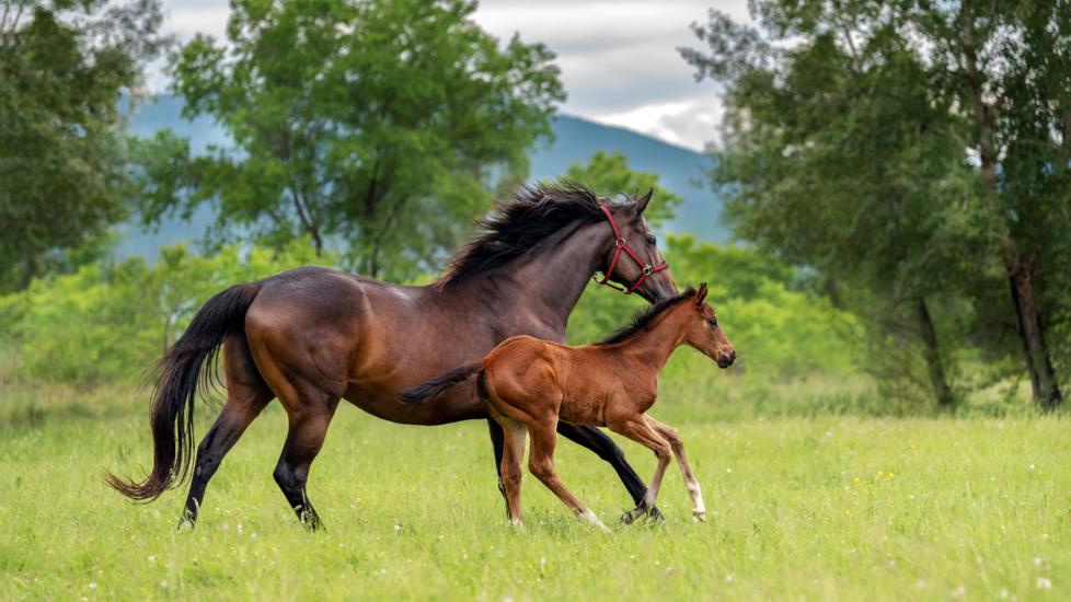 A thoroughbred horse mare runs at a gallop with her foal on a summer green meadow.