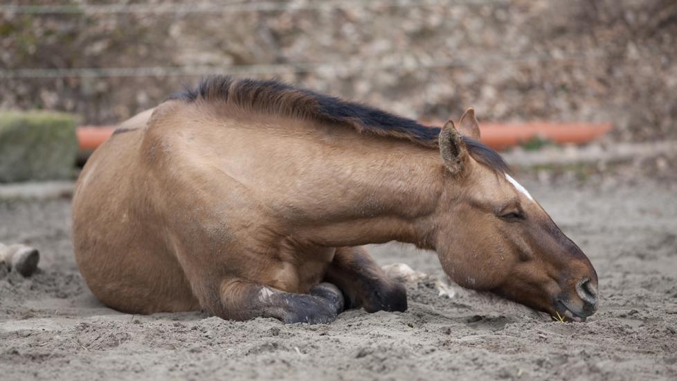 Horse with colic lay down and sleep outside