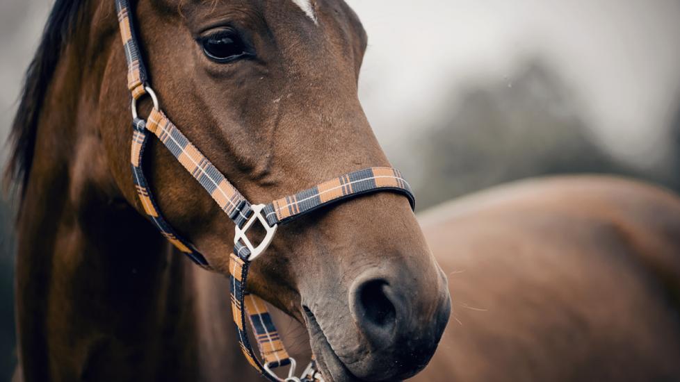 Dewormer for Horses: What You Need To Know