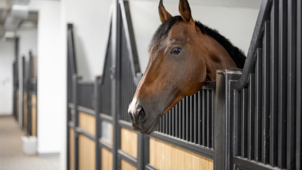 Cropped image of brown Thoroughbred horse in stable.