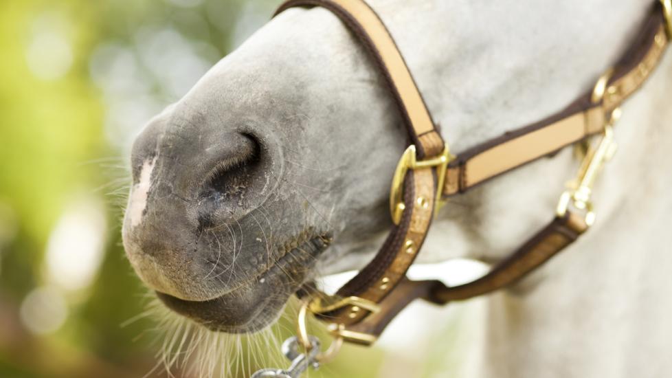 Close-up photo of horses mouth. Very shallow DOF, selective focus on the nose area.