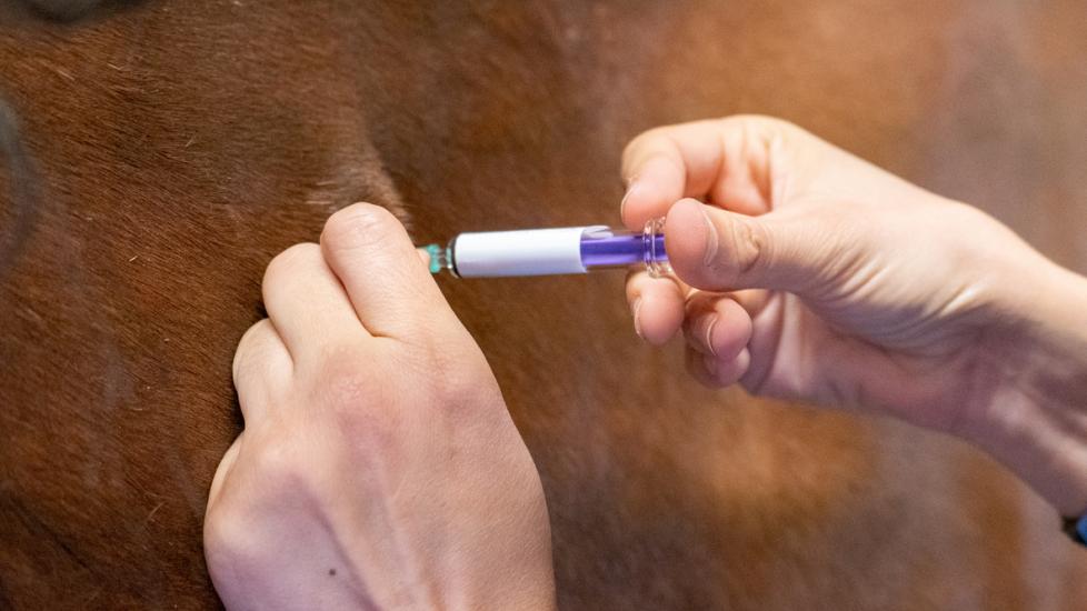 Horse vaccine