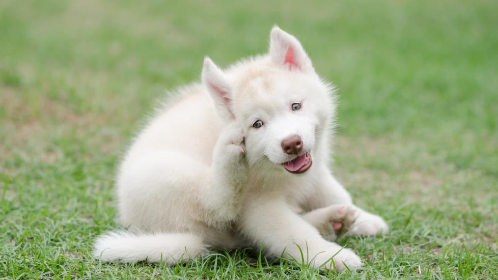 Cute siberian husky puppy scratching on green grass