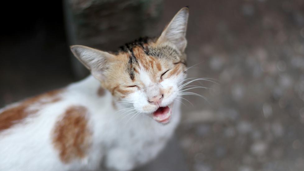 Laryngeal Paralysis in Cats
