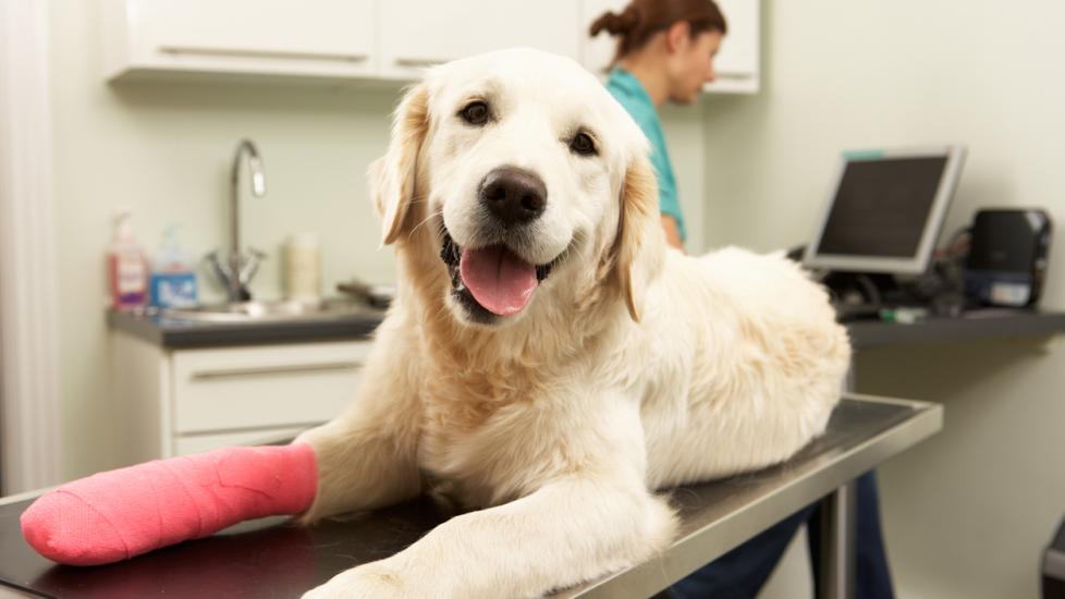 dog-with-pink-cast-on-leg-at-vet-office