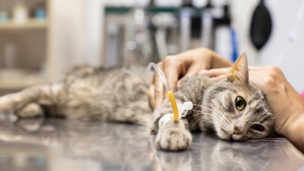 sick-cat-with-IV-fluid-at-vet-office