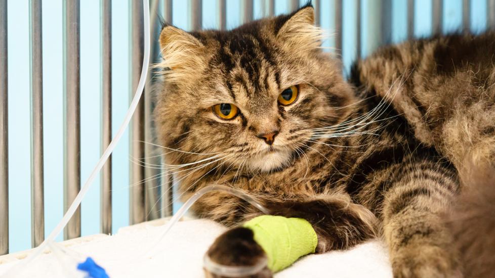 Maine coon cat sitting in the cage at the animal and treating by Intravenous fluid therapy at hospital/veterinary