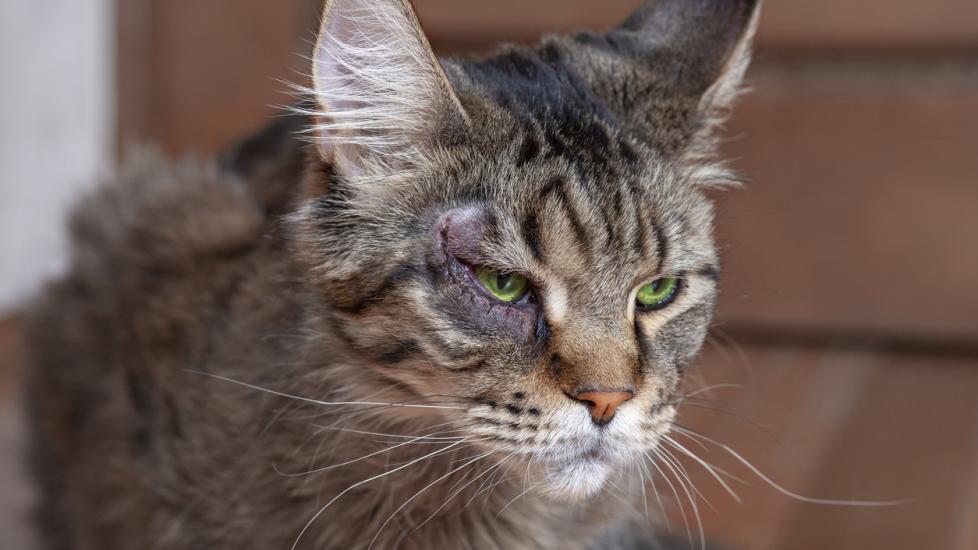 Close-up portrait of cat of Maine coon breed, with surgery on the eye. Recovery process of entropion.