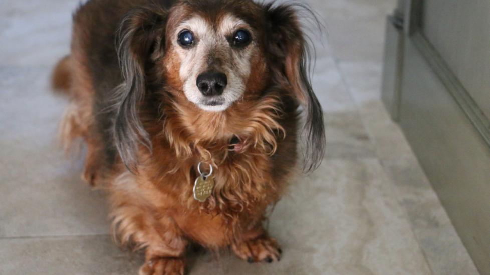 old dachshund with cataracts looking up at the camera