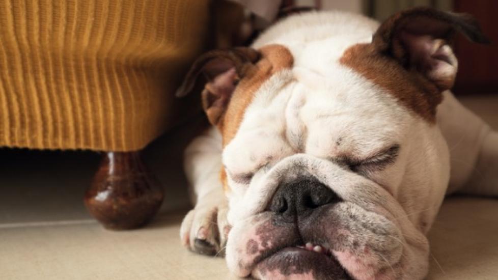 Why Do Dogs Bark in Their Sleep?
