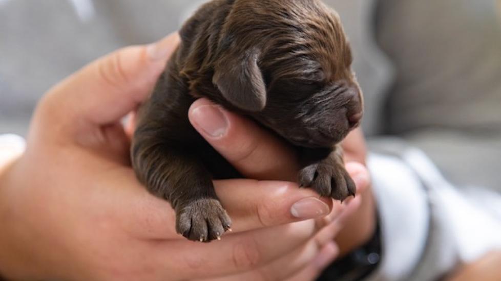 tiny newborn puppy being held by human hands
