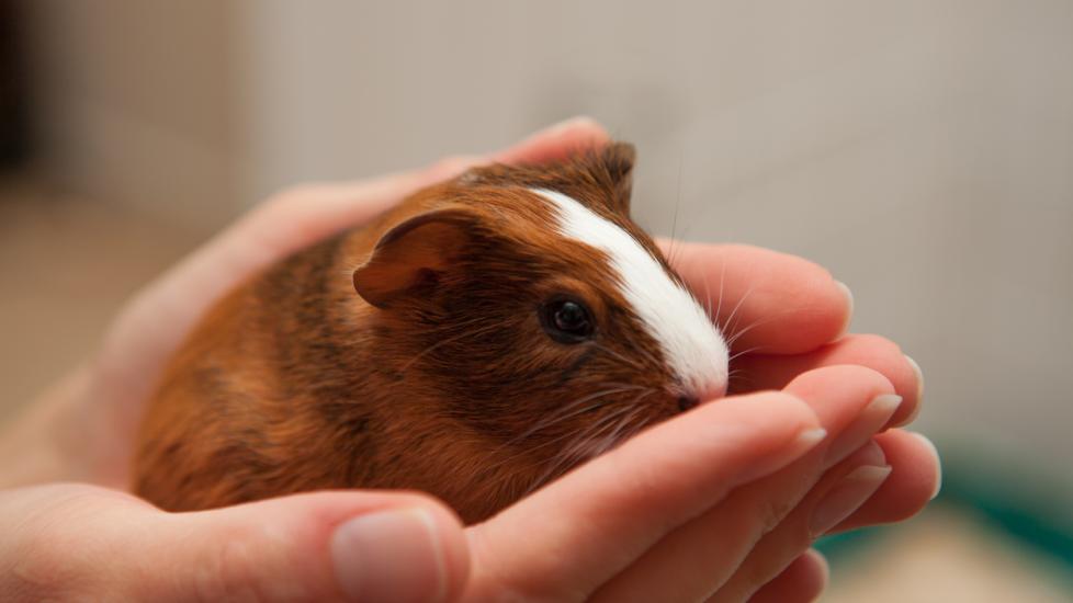 10 year store old guinea pig