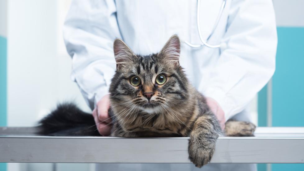 What Is a Pet Insurance Deductible? PetMD