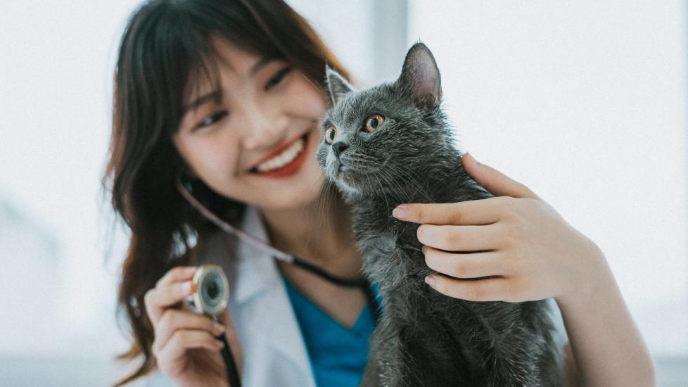 veterinarian holding a stethoscope with a gray cat 
