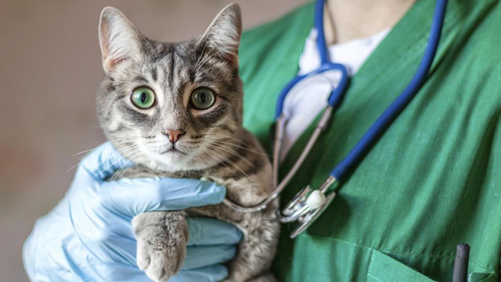 gray cat being held up by vet staring at camera
