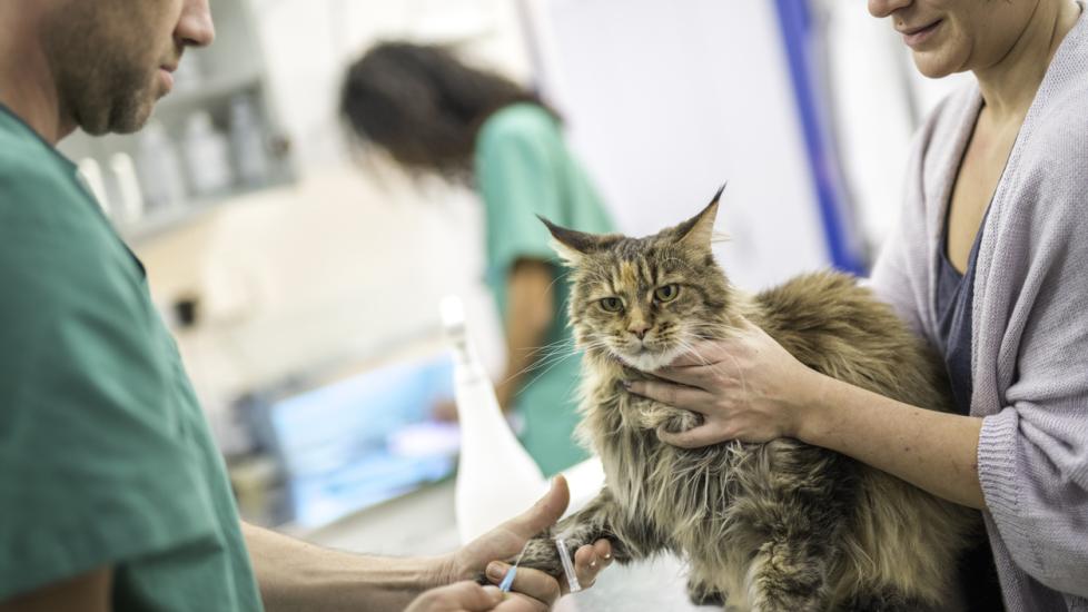 Long-haired cat being held down by its owner while the veterinarian administers a vaccine.