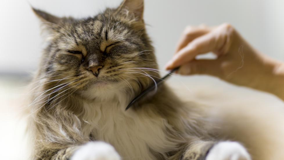 Tick Paralysis in Cats