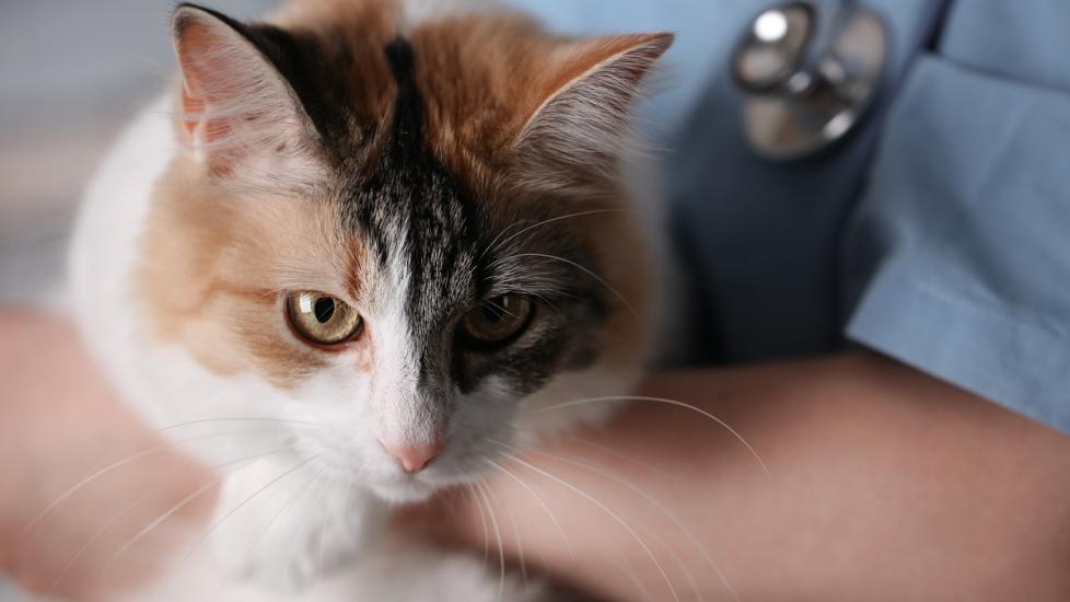 Tularemia in Cats