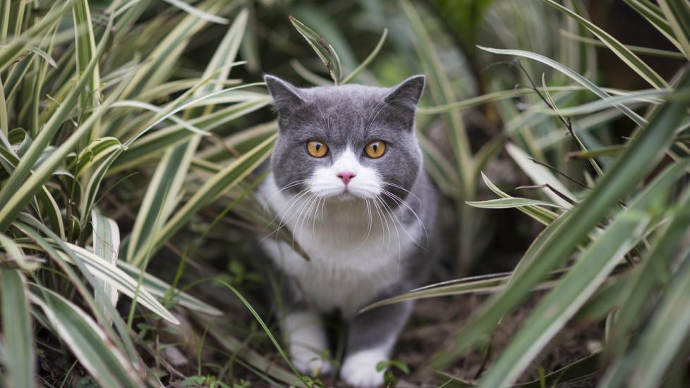 Cute british shorthair playing on the grass stock photo