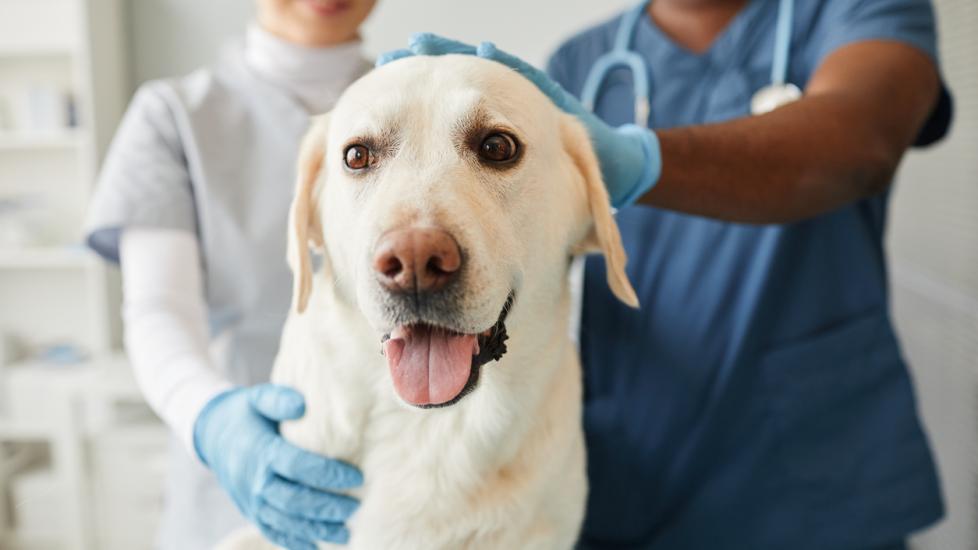 white labrador at vet exam sitting on table with vet arms around him.
