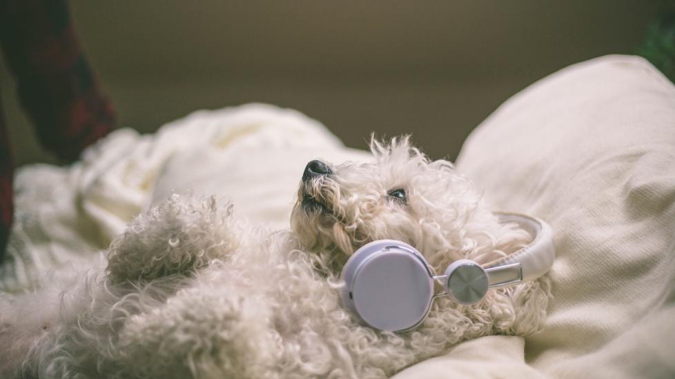 Does Music Soothe Dog Anxiety? PetMD