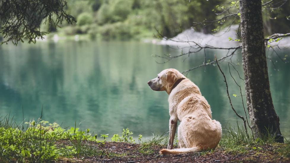 Dog in forest. Old labrador retriever looking at the lake.