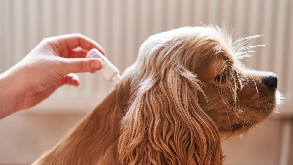 How to Apply Provecta for Dogs  