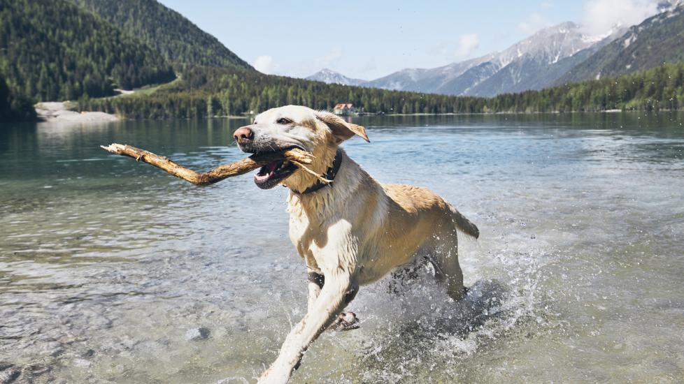 Dog with stick in mountains. Happy labrador retriever running in lake. Alps, Italy