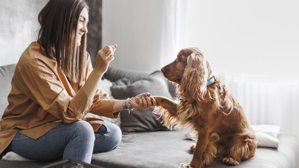 woman holding a treat up for her brown cocker spaniel