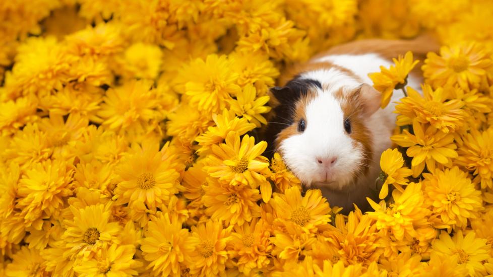 guinea pig surrounded by gold flowers