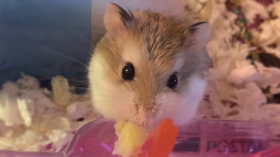 Dominant Spot Hamster » Pet Profile: Cage, Food, Lifespan