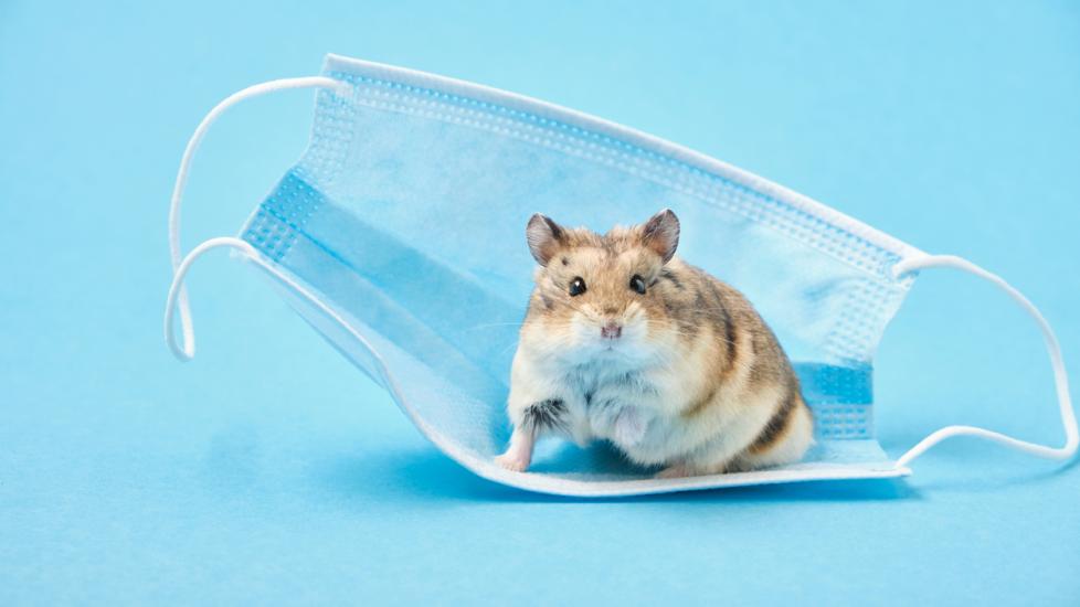 Little hamster and face mask on blue background stock photo