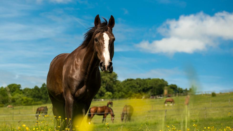 Liver chestnut horse with a white stripe, in a green grass field with yellow flowers and blue sky.