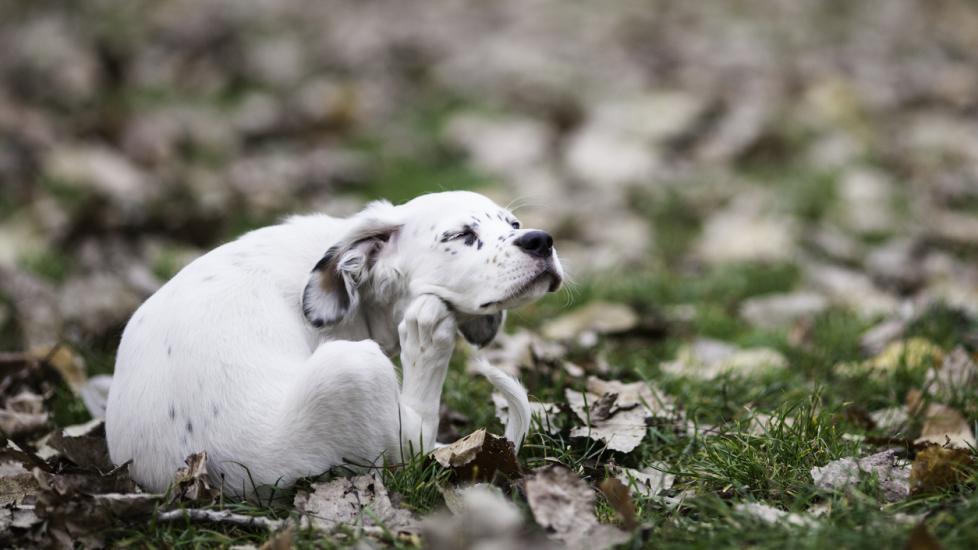 Cute English setter baby girl sitting and scratching in the park