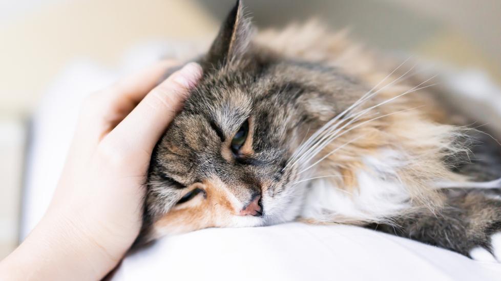 Gastritis in Cats PetMD