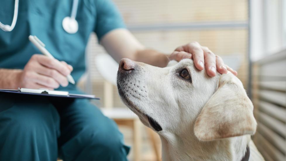 veterinarian patting a yellow lab on the head