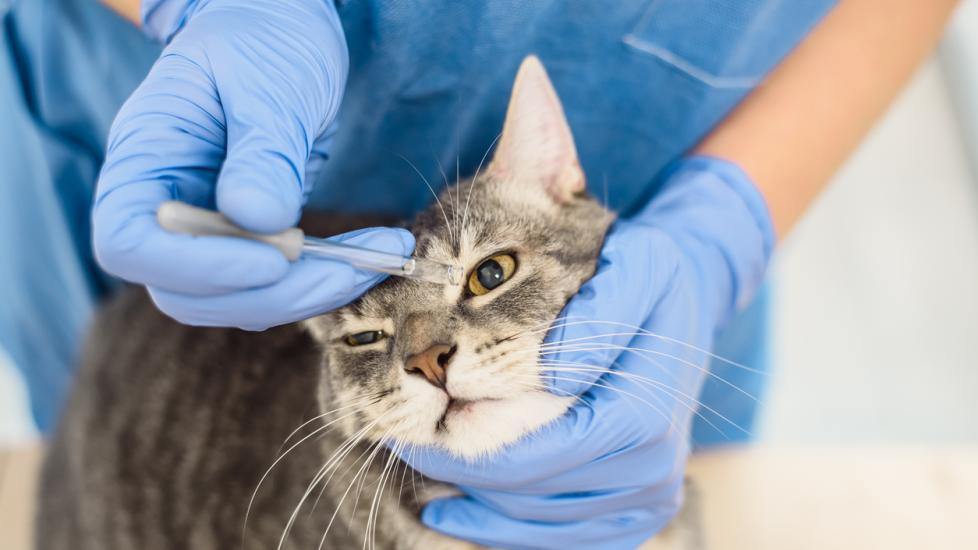 Terramycin® (Oxytetracycline, Polymyxin B) Ophthalmic Ointment PetMD