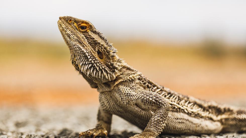 Bearded Dragon Care Guide - Tips, Supplies, and FAQs