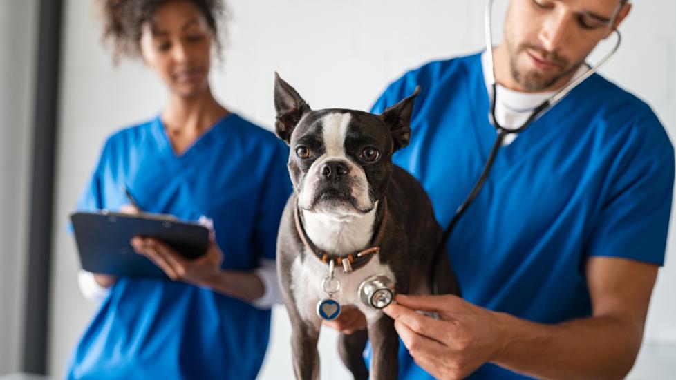 Man vet examining boston terrier with stethoscope in clinic.