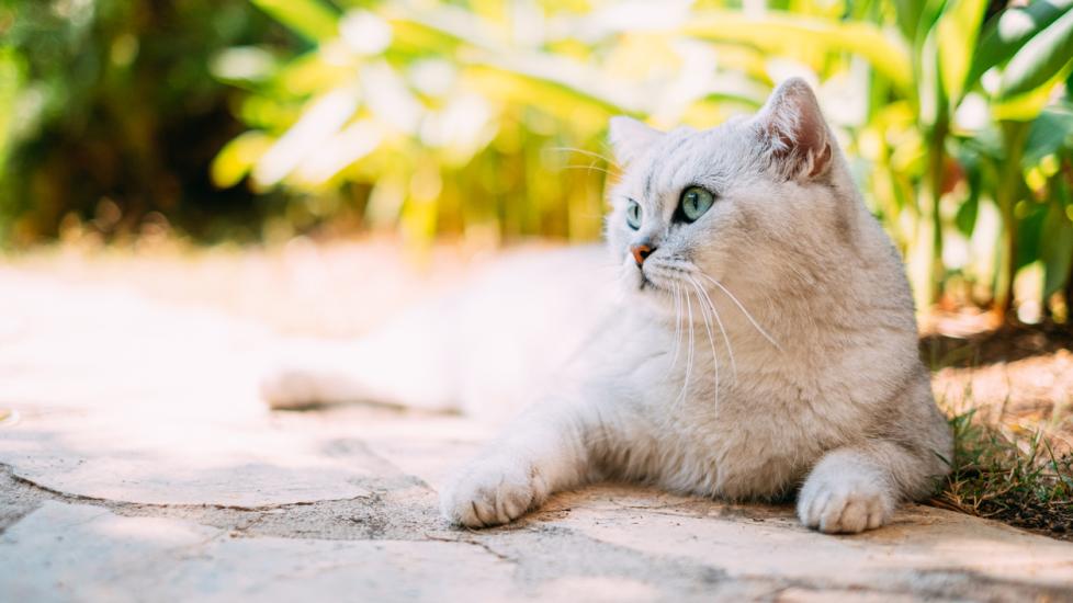 Anaplasmosis in Cats