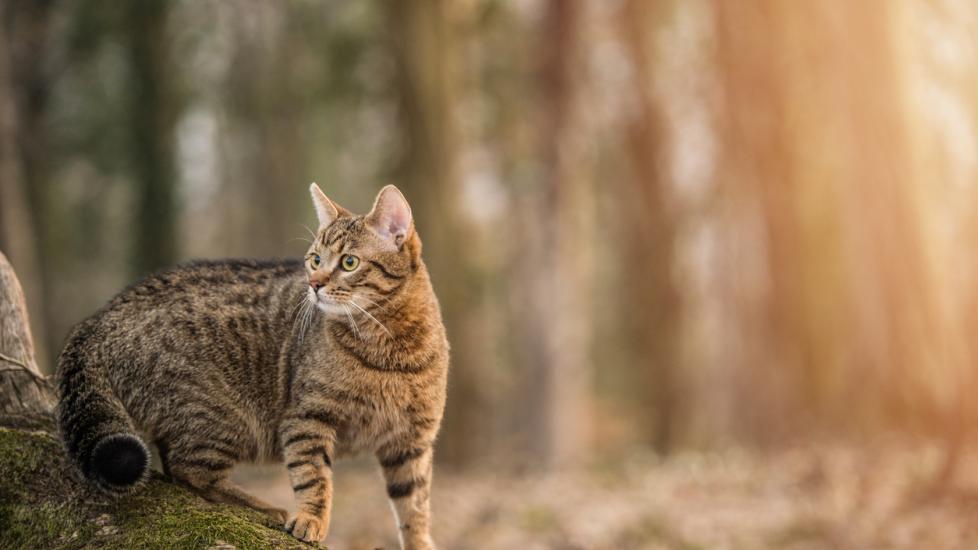 Young striped cat exploring the woods.